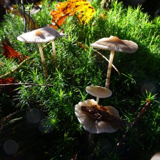 mushrooms